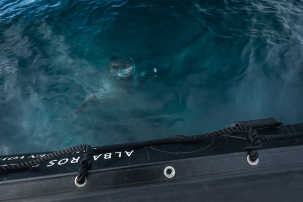 Antarctic Express: Crossing The Circle